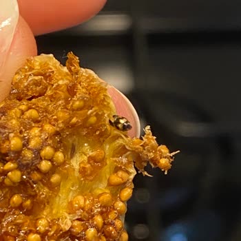 Yeni Tarihli Kuru İncir Paketinden Böcek Çıkması Hijyen Endişesi Yarattı