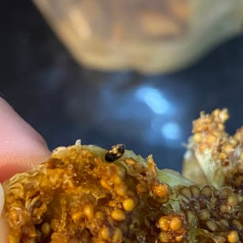 Yeni Tarihli Kuru İncir Paketinden Böcek Çıkması Hijyen Endişesi Yarattı