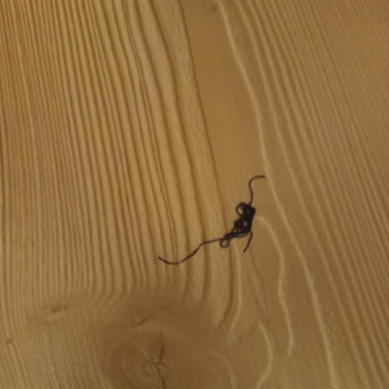 Anadolu Efes Bremen'den İp Çıktı