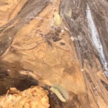 Kurtlu Gevrek Nedeniyle Yaşanan Ciddi Hijyen Ve Sağlık Endişesi