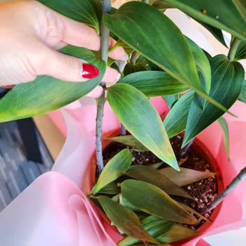 İstanbul Çiçekleri Hediye Gelen Çiçeğin Bozuk Çıkması Ve Çözüm Sürecindeki Zorluklar