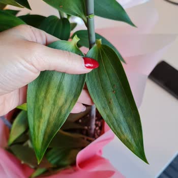 İstanbul Çiçekleri Hediye Gelen Çiçeğin Bozuk Çıkması Ve Çözüm Sürecindeki Zorluklar