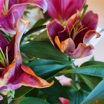 İstanbul Çiçekleri Hediye Gelen Çiçeğin Bozuk Çıkması Ve Çözüm Sürecindeki Zorluklar