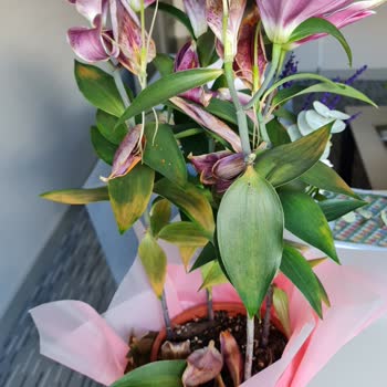 İstanbul Çiçekleri Hediye Gelen Çiçeğin Bozuk Çıkması Ve Çözüm Sürecindeki Zorluklar