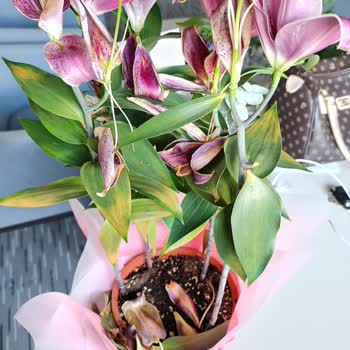 İstanbul Çiçekleri Hediye Gelen Çiçeğin Bozuk Çıkması Ve Çözüm Sürecindeki Zorluklar