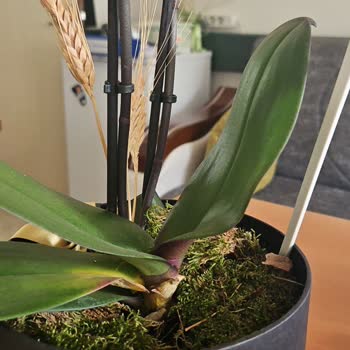 Gönderilen Orkide Solmuş Ve Tomurcukları Kurumuş Geldi