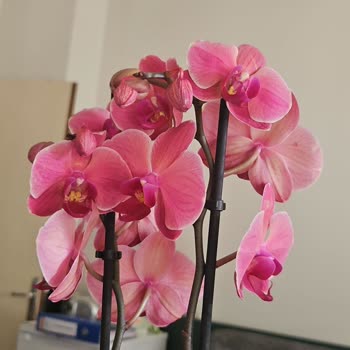 Gönderilen Orkide Solmuş Ve Tomurcukları Kurumuş Geldi