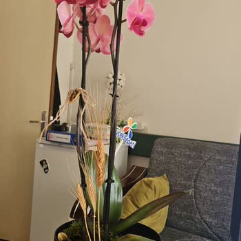 Gönderilen Orkide Solmuş Ve Tomurcukları Kurumuş Geldi
