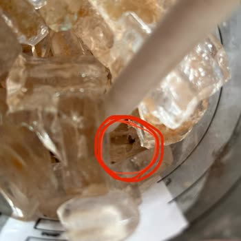 Mocha İçindeki Buzda Sinek Çıkması Nedeniyle Yaşadığım Büyük Rahatsızlık