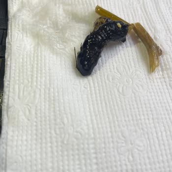 Konserve Bezelyede Böcek Çıkması: Gıda Güvenliği Ve Hijyen Endişesi