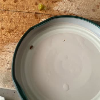 Tat Kornişon Turşu İçinde Hamam Böceği Şoku!