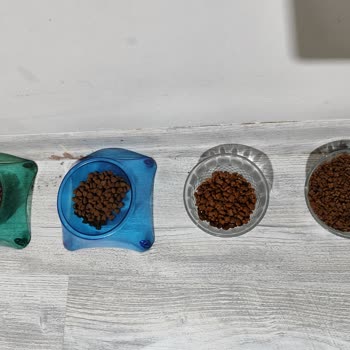 Aldığım Kedi Mamasını Hiçbir Kedi Yemedi, Kalitesinden Endişeliyim