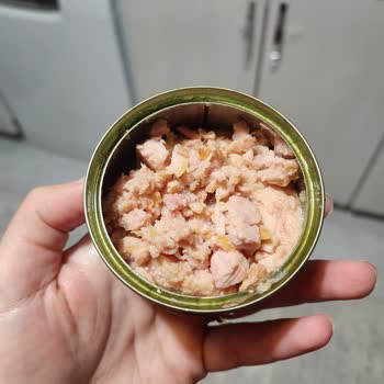 Ton Balığı Konservesinde Sağlıksız Görüntü Ve Sarılık Endişesi