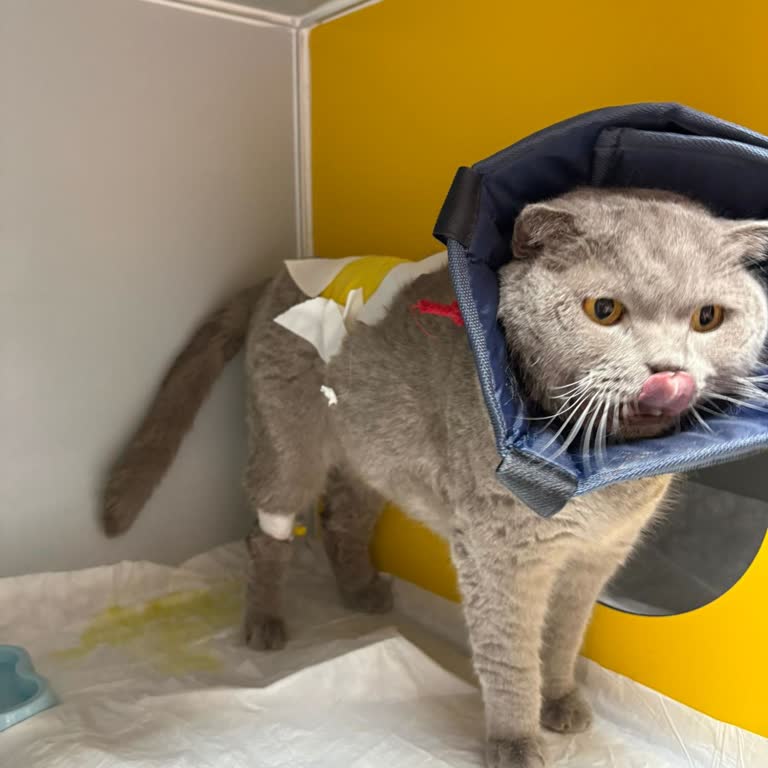 Kedimin Sağlığını Tehlikeye Atan Kedi Maması Ve Yetersiz Ürün Bilgilendirmesi