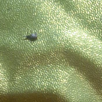 Zeytinyağlı Yaprak Sarmadan Böcek Ve Sert Yabancı Madde Çıktı