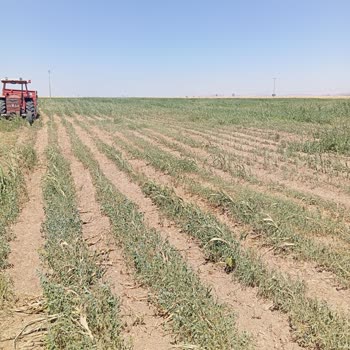Sulama Kooperatifi Nedeniyle Büyük Maddi Kayıp Ve Mağduriyet
