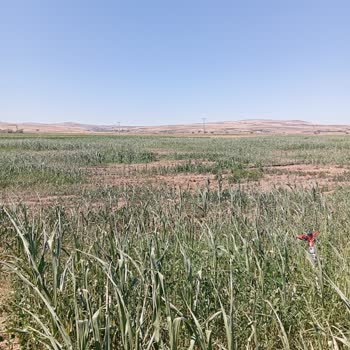 Sulama Kooperatifi Nedeniyle Büyük Maddi Kayıp Ve Mağduriyet