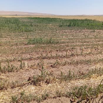 Sulama Kooperatifi Nedeniyle Büyük Maddi Kayıp Ve Mağduriyet