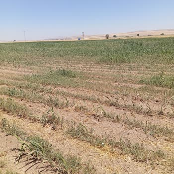 Sulama Kooperatifi Nedeniyle Büyük Maddi Kayıp Ve Mağduriyet