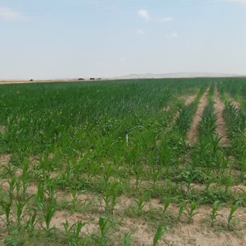 Sulama Kooperatifi Nedeniyle Büyük Maddi Kayıp Ve Mağduriyet