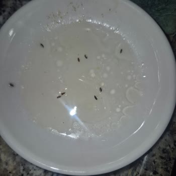 Makarnada Böcek Çıkması Sağlığımızı Tehdit Ediyor