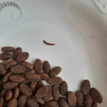 Aldığım Köpek Mamasından Kurt Çıktı