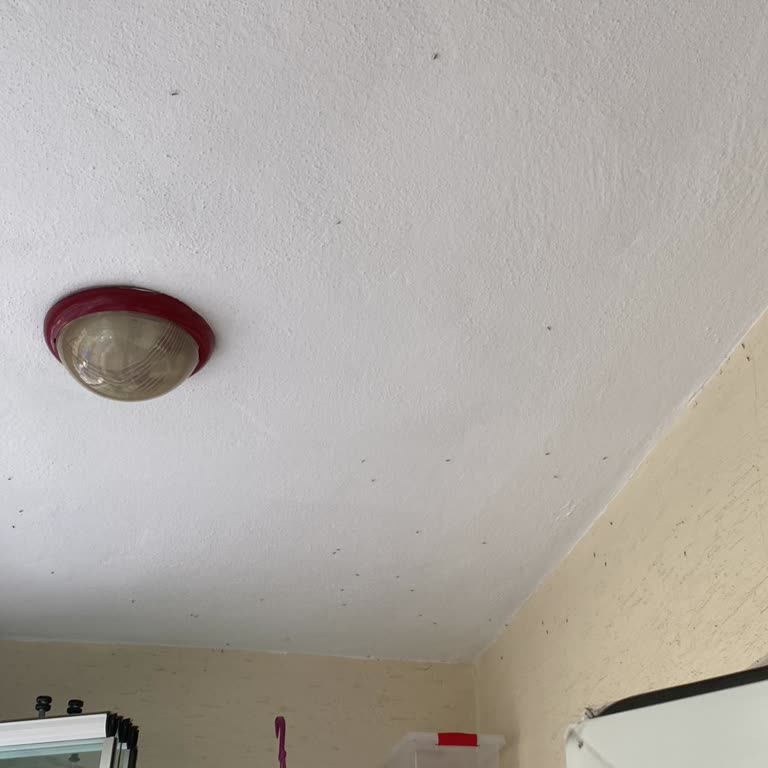 Keçiören Ihlamur Bölgesinde Sinek İstilası Nedeniyle Yaşam Kalitemiz Düştü