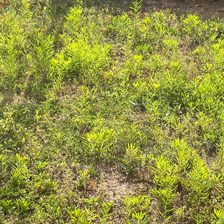 Yüksek Aidata Rağmen Temizlik Ve Bahçe Bakımı Yapılmıyor, Çocuklar Risk Altında