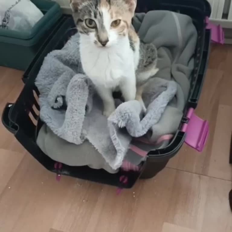 Kemerburgaz ibb veteriner sokak canımızı bize teslim etmedi