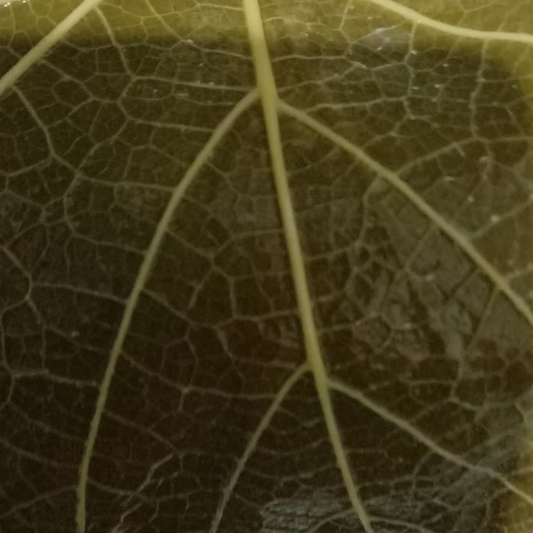 Aldığım Asma Yaprağı Ürünü Kalitesiz Çıktı, Satıcıya Ulaşamıyorum