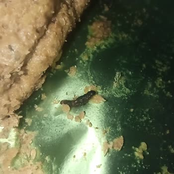 Gofret Paketinden Çıkan Siyah Kurt Hijyen Endişesi Yarattı