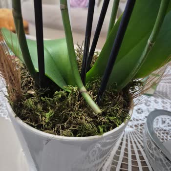 Evlilik Yıl Dönümünde Kusurlu Ve Farklı Çiçek Teslimatı Mağduriyeti