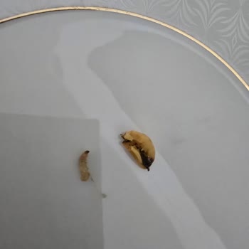 Paketli Kuruyemişte Örümcek Ağı Ve Kurt Şoku: Hijyen Ve Güvenlik Endişesi