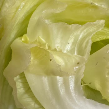 Arsamiea Çiğköfte Siparişimde Çıkan Böcekler Ve Hijyen Sorunu Mağduriyet Yaşattı