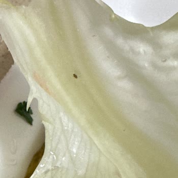 Arsamiea Çiğköfte Siparişimde Çıkan Böcekler Ve Hijyen Sorunu Mağduriyet Yaşattı