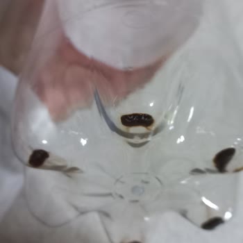 Çaykur Didi Soğuk Çay Şişesinde Hijyen Endişesi Yaratan Tortu