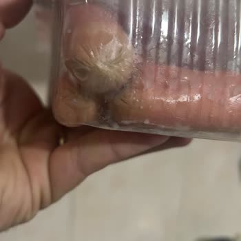 BİM Taze Tarihli Sosisin Bozuk Çıkması Sağlığımızı Tehdit Etti