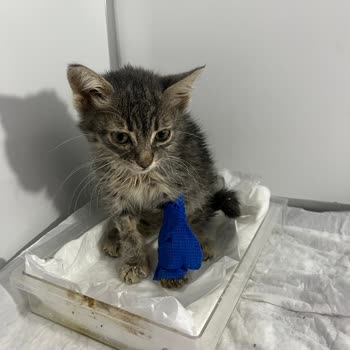 Yavru Kedime İzinsiz Ve Riskli İlaç Uygulaması Sonucu Kayıp Yaşadık