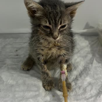 Yavru Kedime İzinsiz Ve Riskli İlaç Uygulaması Sonucu Kayıp Yaşadık