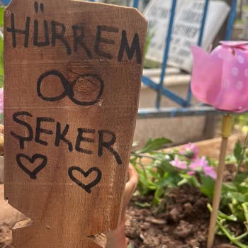 Yavru Kedime İzinsiz Ve Riskli İlaç Uygulaması Sonucu Kayıp Yaşadık