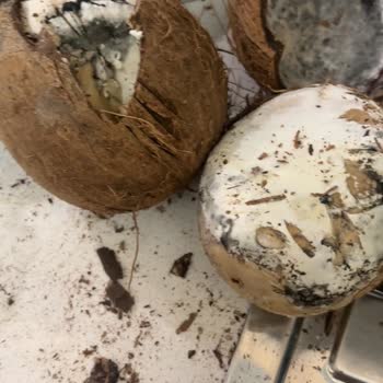 Yemeksepeti Bozuk ve Küflü Hindistan Cevizi İle Gıda Güvenliği Riski Yaşadım