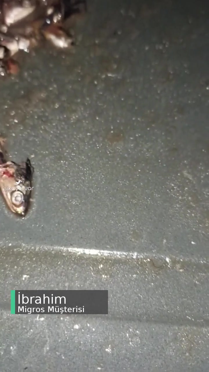 5M Migros Hamsi Parazit Şikayeti! videonun kapak resmi