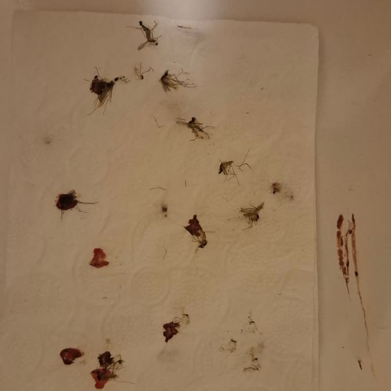 Bayrampaşa'da Süregelen Sivrisinek Sorunu Ve Yetersiz İlaçlama