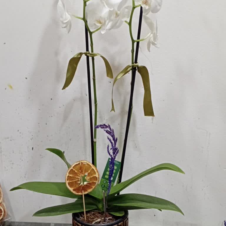 Siparişim Eksik Teslim Edildi, 3 Dal Yerine 2 Dal Orkide Geldi