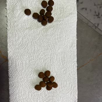 Aldığım Kedi Mamasının Orijinalliği Hakkında Ciddi Şüphelerim Var