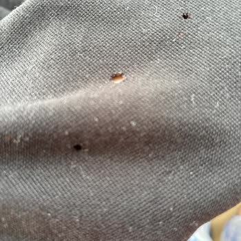 Çamaşır Makinesi Giysilerimi Deliyor Ve Gürültülü Çalışıyor, Sorun Giderilmiyor