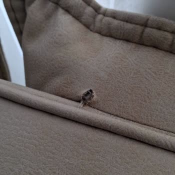 Koltuk Takımında Erken Deformasyon Ve Yetersiz Servis Desteği