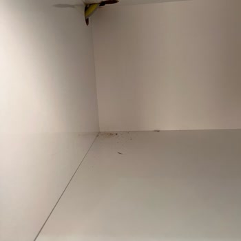 Nurhan Temizlik (İzmir) Parayı Aldı Temizliği Yapmadı