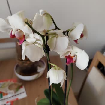 Migros’tan Alınan Orkidelerde Hastalık Ve Gizlenmiş Kök Çürüğüyle Karşılaştım