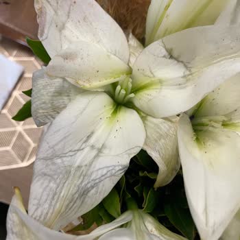 Çiçek Sepeti Siparişim Ölü Çiçek Ve İlgisiz Müşteri Hizmetiyle Hayal Kırıklığına Uğrattı